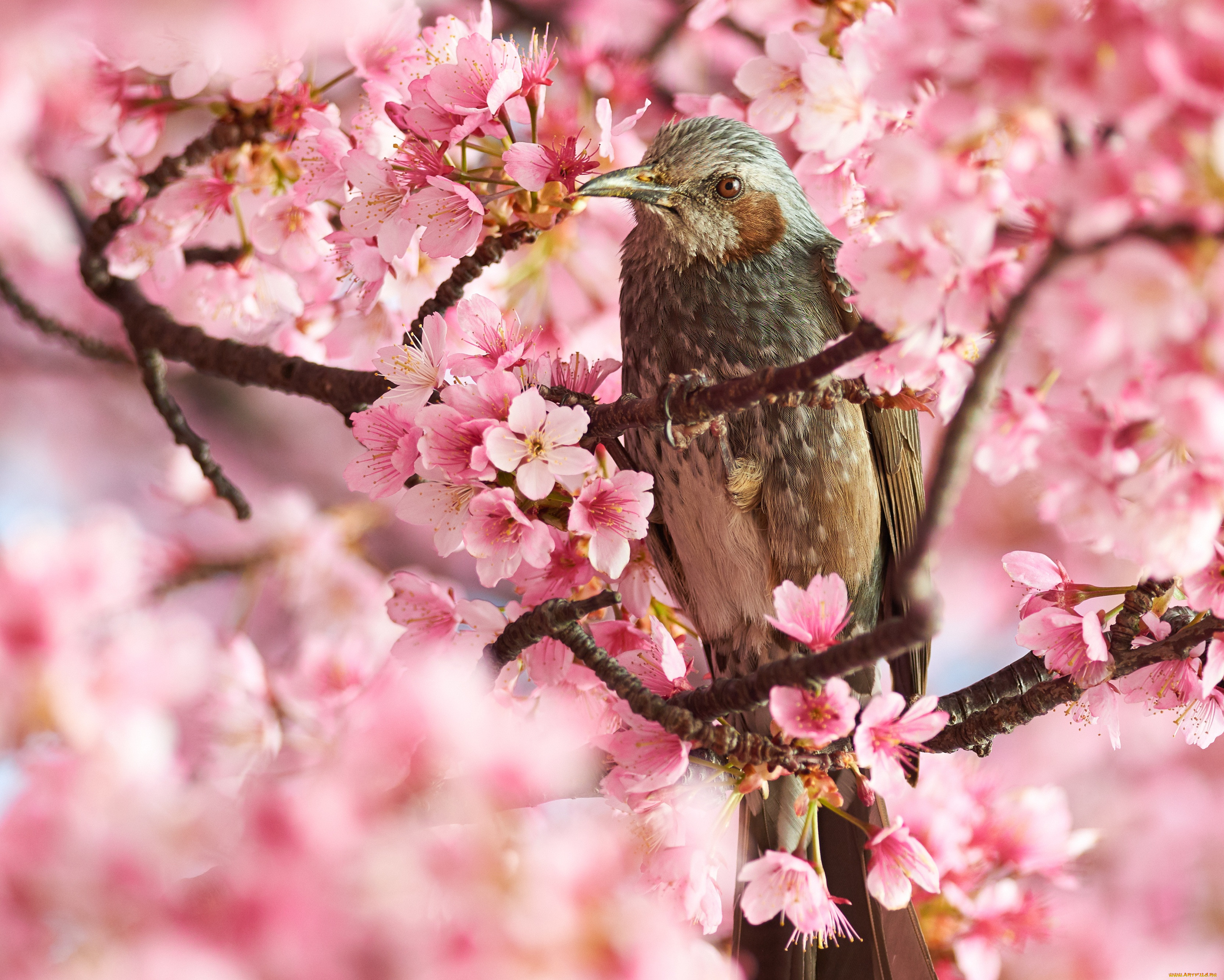 Дерево цветок и птица